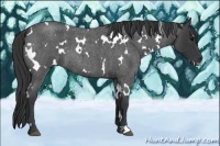 Horse Color:White Spotted Blue Roan 