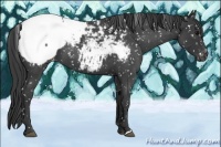 Horse Color:Blue Roan Snowcap 