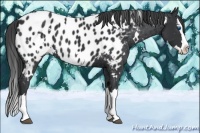 Horse Color:White Spotted Black Splash Appaloosa 