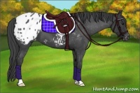 Horse Color:Blue Roan Appaloosa 