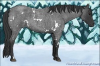 Horse Color:White Spotted Blue Roan 