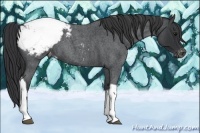 Horse Color:Blue Roan Tobiano Appaloosa