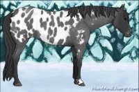 Horse Color:Blue Roan Near Leopard