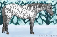 Horse Color:Blue Roan Near Leopard