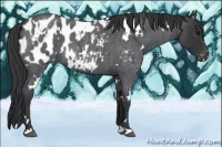 Horse Color:White Spotted Blue Roan Appaloosa