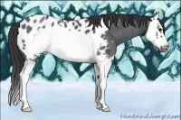 Horse Color:Blue Roan Splash Frame Appaloosa