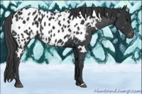 Horse Color:White Spotted Black Blanket 