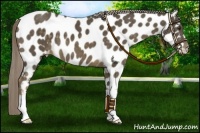 Horse Color:Chocolate Palomino Appaloosa 