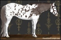 Horse Color:Liver Chestnut Splash Appaloosa 