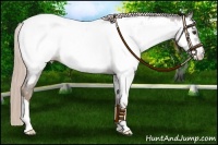 Horse Color:Chocolate Palomino Near Fewspot Rabicano 
