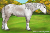 Horse Color:Gray Chestnut Sabino Splash Appaloosa