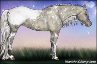 Horse Color:White Spotted Silver Buckskin Ice Dun Appaloosa 