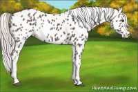 Horse Color:Silver Black Appaloosa 