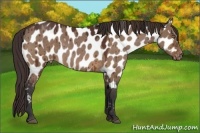 Horse Color:Brown Dun Appaloosa 