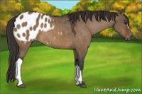 Horse Color:Bay Dun Appaloosa 