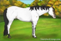 Horse Color:Brown Dun Appaloosa Brindle