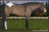 Horse Color:Brown Dun Appaloosa 