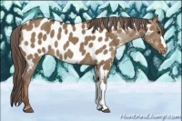 Horse Color:Liver Red Dun Near Leopard 