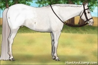 Horse Color:Chocolate Palomino Dun Appaloosa 