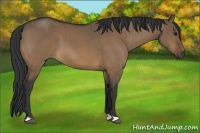 Horse Color:Bay Dun Brindle 