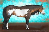 Horse Color:Buckskin Frame 