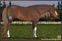 Horse Color:Liver Chestnut 