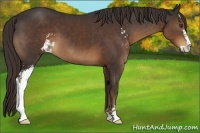 Horse Color:Liver Chestnut Sabino