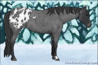 Horse Color:Blue Roan Appaloosa 