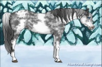 Horse Color:White Spotted Blue Roan Splash Frame Appaloosa