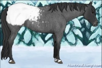 Horse Color:Blue Roan Snowcap 