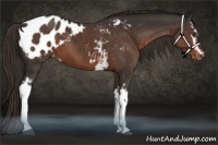 Horse Color:White Spotted Liver Chestnut Appaloosa 