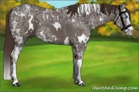 Horse Color:White Spotted Liver Chestnut Ice Splash 