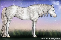 Horse Color:White Spotted Chocolate Palomino Ice Pearl Appaloosa Rabicano
