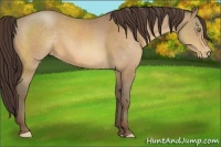 Horse Color:Sable Champagne Appaloosa
