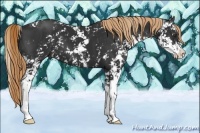 Horse Color:Liver Chestnut Sabino