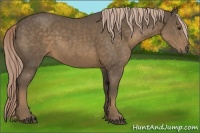 Horse Color:Chocolate Palomino 