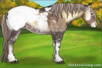 Horse Color:Chocolate Palomino Onyx Appaloosa