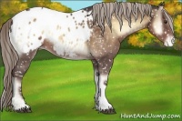 Horse Color:Chocolate Palomino Onyx Appaloosa