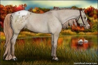 Horse Color:Liver Red Dun Appaloosa Brindle