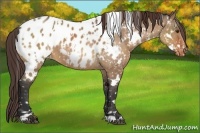 Horse Color:White Spotted Bay Dun Appaloosa 