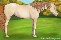 Horse Color:Amber Champagne Pearl 