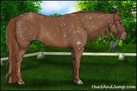 Horse Color:Chestnut Appaloosa 