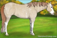 Horse Color:Red Dun Ice Splash 