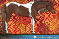 Horse Color:Liver Chestnut Tobiano Rabicano 