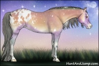 Horse Color:Watercolor White Spotted Amber Cream Champagne Onyx Appaloosa 