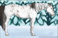 Horse Color:Liver Chestnut Sabino 