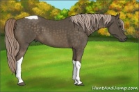 Horse Color:Chocolate Palomino Tobiano 