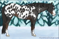 Horse Color:Liver Chestnut Sabino Near Leopard