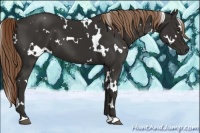 Horse Color:White Spotted Liver Chestnut 