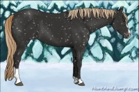 Horse Color:Liver Chestnut Sabino Snowflake Varnish